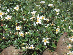 Camellia oleifera