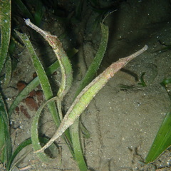Alligator Pipefish photo 3