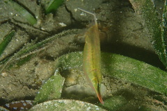 Centriscus cristatus