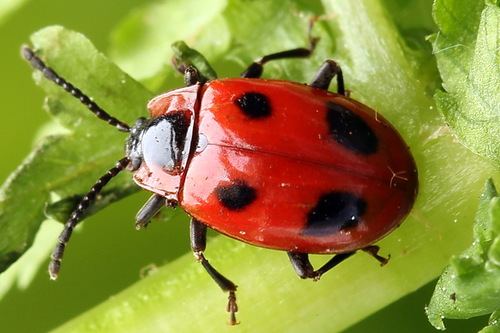 False Ladybird