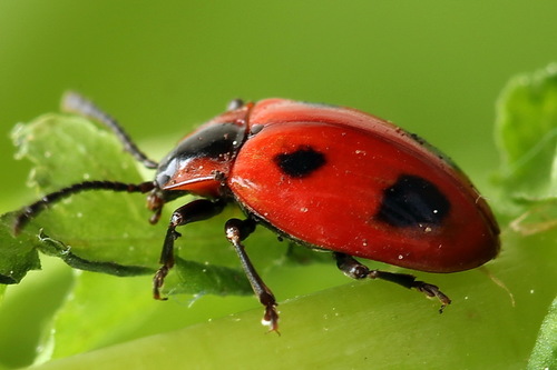 False Ladybird