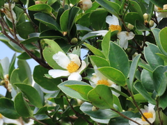 Camellia oleifera