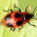 False Ladybird - Photo (c) Andrey Ponomarev, some rights reserved (CC BY-NC), uploaded by Andrey Ponomarev