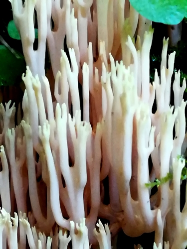 Upright Coral Fungus