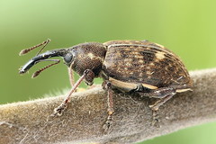 Notaris scirpi