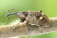 Notaris scirpi
