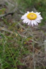 Athrixia heterophylla