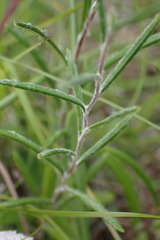 Athrixia heterophylla