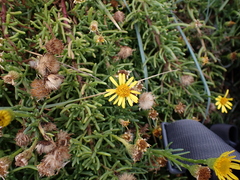 Limbarda crithmoides