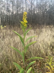 Solidago gigantea