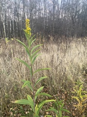 Solidago gigantea