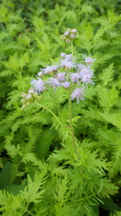 Conoclinium dissectum