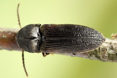 Otho sphondyloides