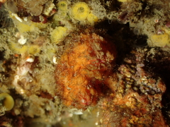 Pyura dura