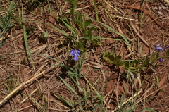 Ajugoideae