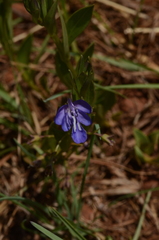 Ajugoideae