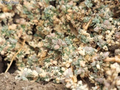 Glinus lotoides