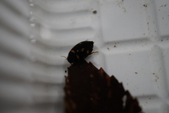 Platambus pictipennis