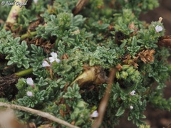Verbena supina