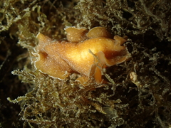 Yungia aurantiaca