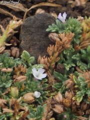 Verbena supina
