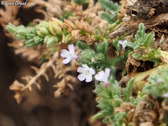Verbena supina