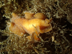 Yungia aurantiaca