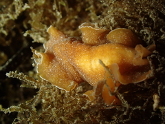 Yungia aurantiaca