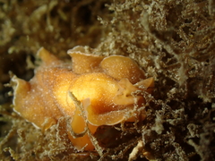 Yungia aurantiaca