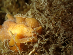 Yungia aurantiaca