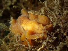 Yungia aurantiaca