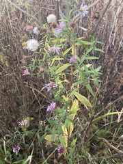 Symphyotrichum novi-belgii