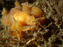 Yungia aurantiaca