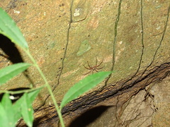 Heteropoda amphora