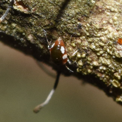 Coniopteryx