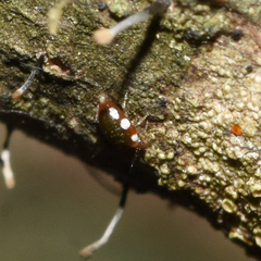 Coniopteryx