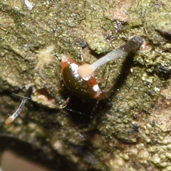 Coniopteryx