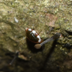 Coniopteryx