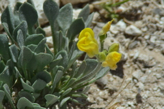 Physaria ovalifolia