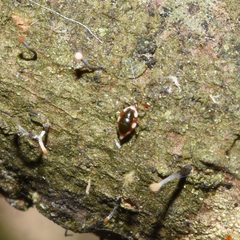 Coniopteryx