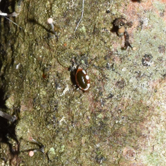 Coniopteryx