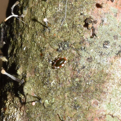 Coniopteryx