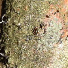 Coniopteryx