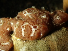 Aplidium nordmanni