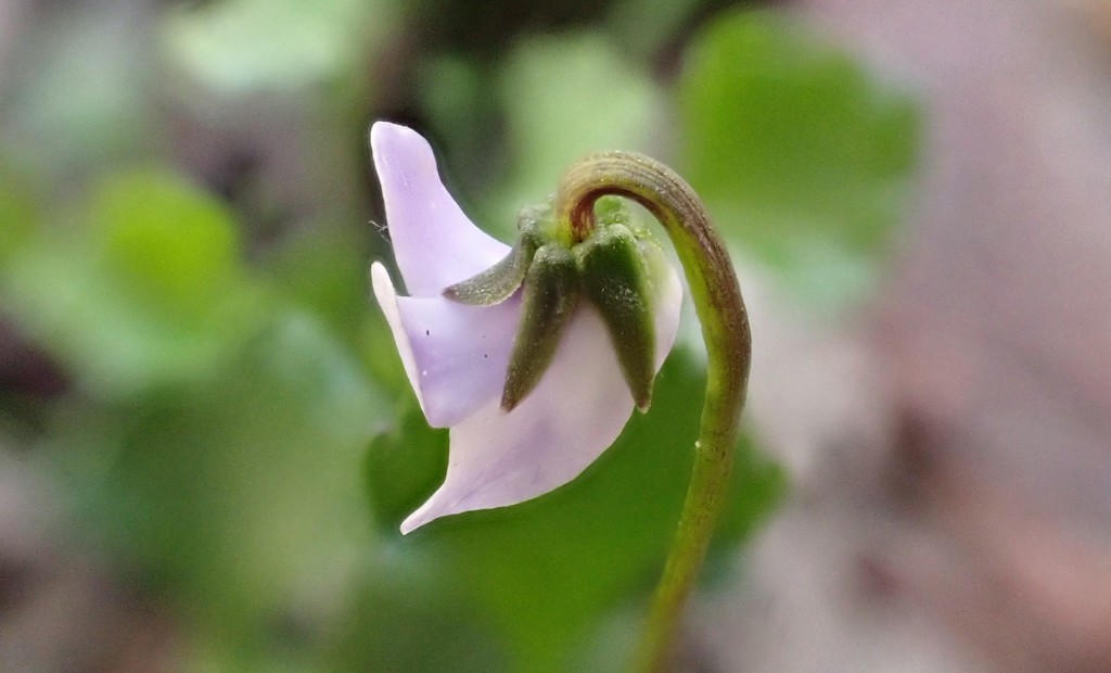 Hidden Violet from Heathfield SA 5153, Australia on October 25, 2021 at