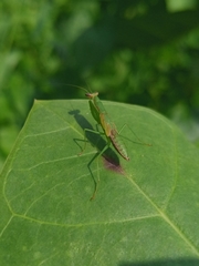 Odontomantis planiceps
