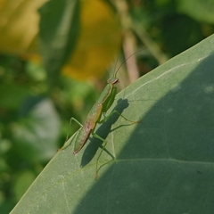 Odontomantis planiceps