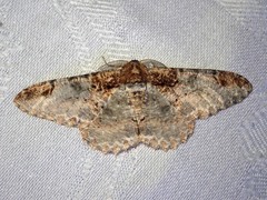 Amraica solivagaria