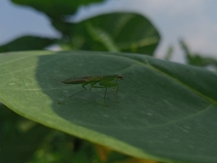 Odontomantis planiceps