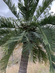 Cycas megacarpa